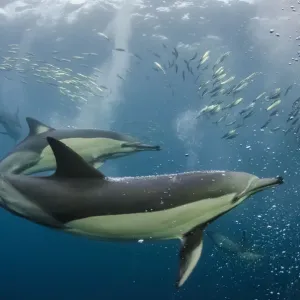Les dauphins à long bec (Delphinus capensis) se nourrissant de sardines, (Sardinops Les dauphins à long bec (Delphinus capensis) se nourrissant de sardines, (Sardinops