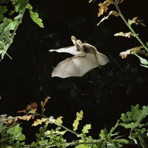 Long eared bat {Plecotus auritus} flying among oak leaves. Captive, UK