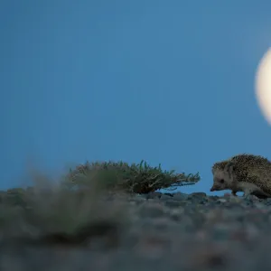 Long-eared hedgehog (Hemiechinus auritus) at night with the moon, Gobi Desert, Mongolia