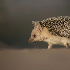 Long-eared hedgehog (Hemiechinus auritus) Gobi Desert, Mongolia. May