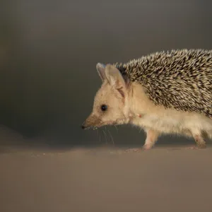 Long-eared hedgehog (Hemiechinus auritus) Gobi Desert, Mongolia. May