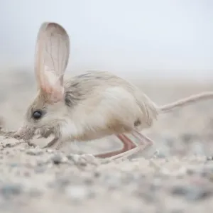 Long-eared jerboa Print: South Gobi Desert, Mongolia, June 2018 Long-eared jerboa Print: South Gobi Desert, Mongolia, June 2018