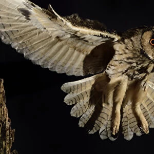 Long eared owl (Asio otus) in flight, taking off from oak tree snag