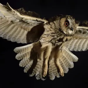Le hibou doté d'oreilles longues (Asio otus) en vol, décollant d'un étron de chêne. Le hibou doté d'oreilles longues (Asio otus) en vol, décollant d'un étron de chêne.