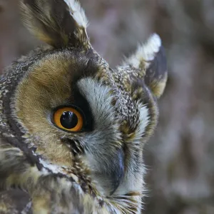 Long-eared owl (Asio otus), Hungary, January