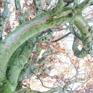 Long-eared owl (Asio otus) looking down from a tree in autumn, Wijchen, The Netherlands, December. Second Prize Winner, Birds in their Environment Category, Bird Photographer of the Year (BPOTY) 2020 Competition