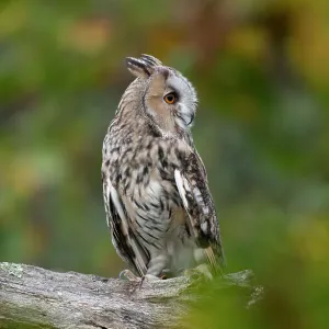 Long eared owl (Asio otus) perched on branch, Hampshire, UK. October. Captive, controlled conditions Long eared owl (Asio otus) perched on branch, Hampshire, UK. October. Captive, controlled conditions
