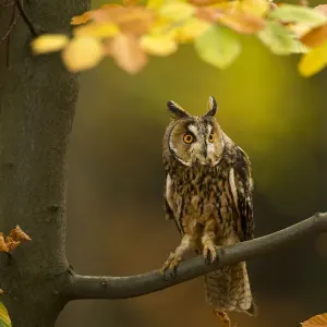 Le hibou à oreilles longues (Asio otus) perché dans un arbre parmi les feuilles d'automne, République tchèque, octobre. Le hibou à oreilles longues (Asio otus) perché dans un arbre parmi les feuilles d'automne, République tchèque, octobre.