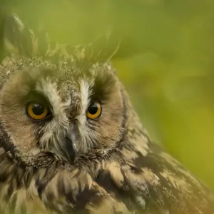 Long-eared owl (Asio otus) portrait, captive, England, UK, November Long-eared owl (Asio otus) portrait, captive, England, UK, November