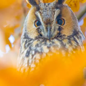 Long-eared owl (Asio otus) portrait, roosting in tree in autumn, The Netherlands