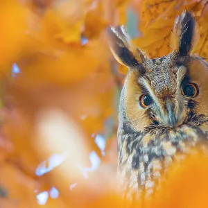 Long-eared Owl Print, Roosting in Autumn Tree Long-eared Owl Print, Roosting in Autumn Tree
