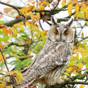 Long-eared owl (Asio otus) portrait Long-eared owl (Asio otus) portrait
