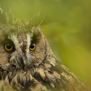 Long-eared owl (Asio otus) portrait, captive, England, UK, November