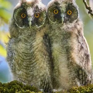 Dos polluelos de lechuza orejuda (Asio otus) posados en un árbol. Alsacia. Francia Dos polluelos de lechuza orejuda (Asio otus) posados en un árbol. Alsacia. Francia