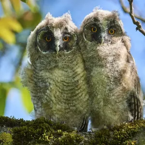 Two Long-eared owl chick (Asio otus) perched in tree. Alsace. France Two Long-eared owl chick (Asio otus) perched in tree. Alsace. France