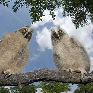 Two Long eared owl chicks (Asio otus) perching on tree branch in daylight, Pusztaszer