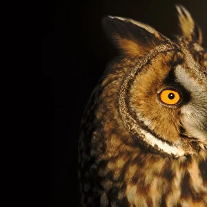 Long Eared Owl portrait, Germany