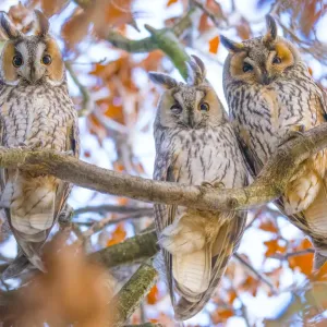 Les hiboux à oreilles longues (Asio otus) en automne, trois hiboux se reposant dans un arbre, les Pays-Bas. Les hiboux à oreilles longues (Asio otus) en automne, trois hiboux se reposant dans un arbre, les Pays-Bas.