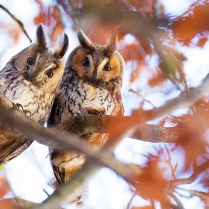 Long-eared owls (Asio otus) two owls perching side by side in tree, The Netherlands Long-eared owls (Asio otus) two owls perching side by side in tree, The Netherlands