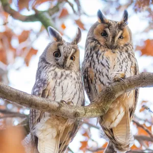 Long-eared owls (Asio otus) two owls perching side by side in tree Long-eared owls (Asio otus) two owls perching side by side in tree