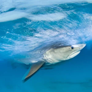 Long exposure image of Tiger shark (Galeocerdo cuvier) chasing bait, Bahamas