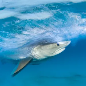 Long exposure image of Tiger shark (Galeocerdo cuvier) chasing bait, Bahamas