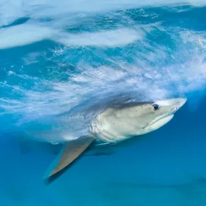 Long Exposure Tiger Shark Print Long Exposure Tiger Shark Print
