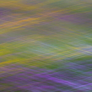 Long exposure with panning of field of wild flowers in traditional hay meadow