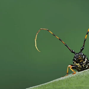 Long-jawed longhorn beetle (Trachyderes mandibularis) close up head portrait, Dinero