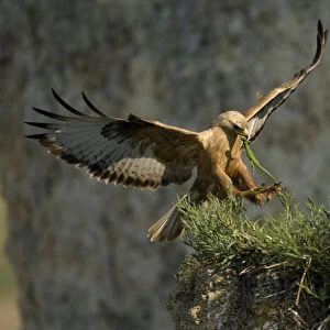 Long-legged buzzard (Buteo rufinus) landing at nest, with lizard prey for chicks