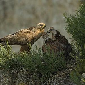 Long-legged buzzard (Buteo rufinus) at nest, with young, Bulgaria, May 2008