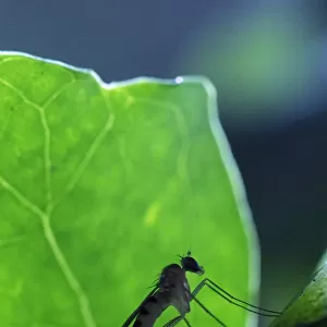 A Long-legged fly (Neurigona quadrifasciata) rarely recorded in the UK, found during