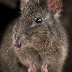 Long-nosed potoroo (Potorous tridactylus) portrait showing sharp curved claws on front Long-nosed potoroo (Potorous tridactylus) portrait showing sharp curved claws on front