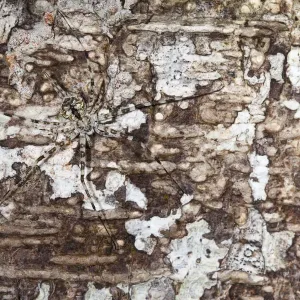 Long-spinnered bark spider Print, tropical rainforest scene