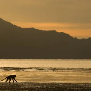 Long-tailed / Crab-eating macaque (Macaca fascicularis) foraging on coastline at dawn Long-tailed / Crab-eating macaque (Macaca fascicularis) foraging on coastline at dawn