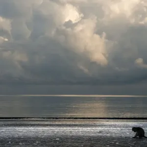 Long-tailed / Crab-eating macaque (Macaca fascicularis) foraging on coastline at low tide Long-tailed / Crab-eating macaque (Macaca fascicularis) foraging on coastline at low tide