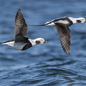 Long-tailed duck (Clangula hyemalis), males in flight, Finland, April