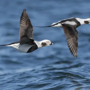 Long-tailed duck (Clangula hyemalis), males in flight, Finland, April Long-tailed duck (Clangula hyemalis), males in flight, Finland, April