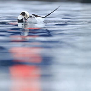 Long-tailed duck (Clangula hyemalis) male, Batsfjord, Norway, March