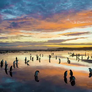 Long-tailed gentoo penguins Print at sunset Long-tailed gentoo penguins Print at sunset