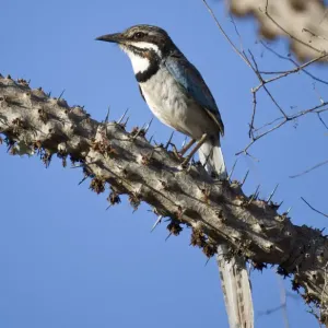 Long-tailed ground roller (Uratelornis chimaera). Ifaty Spiny Forest, Madagascar Long-tailed ground roller (Uratelornis chimaera). Ifaty Spiny Forest, Madagascar