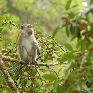 Long-tailed macaque in a fruiting strangler fig tree Print Long-tailed macaque in a fruiting strangler fig tree Print