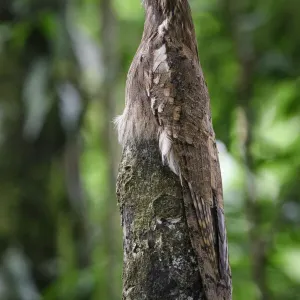 Potoo codirosso (Nyctibius aethereus) mimetizzato su perno di sosta in foresta pluviale di pianura, riserva della biosfera Manu, Perù. Potoo codirosso (Nyctibius aethereus) mimetizzato su perno di sosta in foresta pluviale di pianura, riserva della biosfera Manu, Perù.