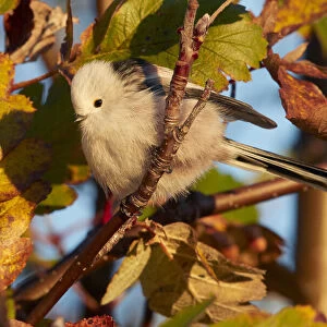 Long-tailed tit (Aegithalos caudatus) perched in tree in morning light. Uto, Finland