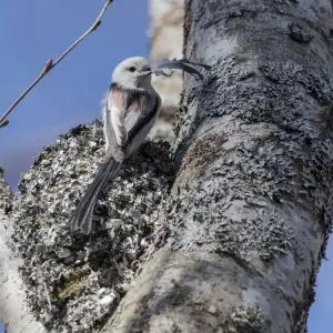 Long-tailed tit (Aegithalos caudatus caudatus) placing feather in nest, Finland. April Long-tailed tit (Aegithalos caudatus caudatus) placing feather in nest, Finland. April