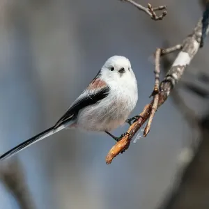 Long-tailed tit (Aegithalos caudatus) with winter plumage, Hokkaido, Japan Long-tailed tit (Aegithalos caudatus) with winter plumage, Hokkaido, Japan