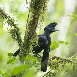 Long-wattled umbrellabird (Cephalopterus penduliger) Buenaventura Reserve, Ecuador