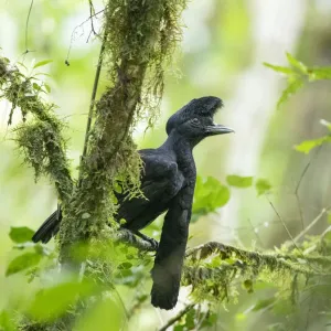 Long-wattled Umbrellabird Print, Ecuador