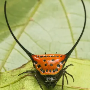 Longhorn Orb Web Spider Print Longhorn Orb Web Spider Print