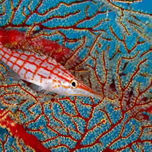 Longnose hawkfish (Oxycirrhites typus) hiding in coral, Tubbataha Reef Natural Park